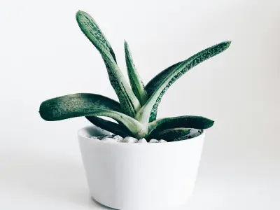 龙珠直播